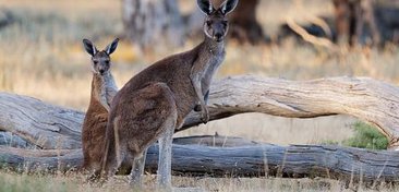 canguru-e-wallaby-qual-e-a-diferenca-entre-esses-animais-australianos-thumb.png