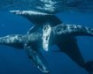 sexo-entre-baleias-jubarte-machos-e-documentado-pela-primeira-vez-thumb.png