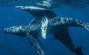 sexo-entre-baleias-jubarte-machos-e-documentado-pela-primeira-vez-thumb.png