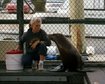 MMP-Sea-Lion-DN-SC-92-05505.jpg