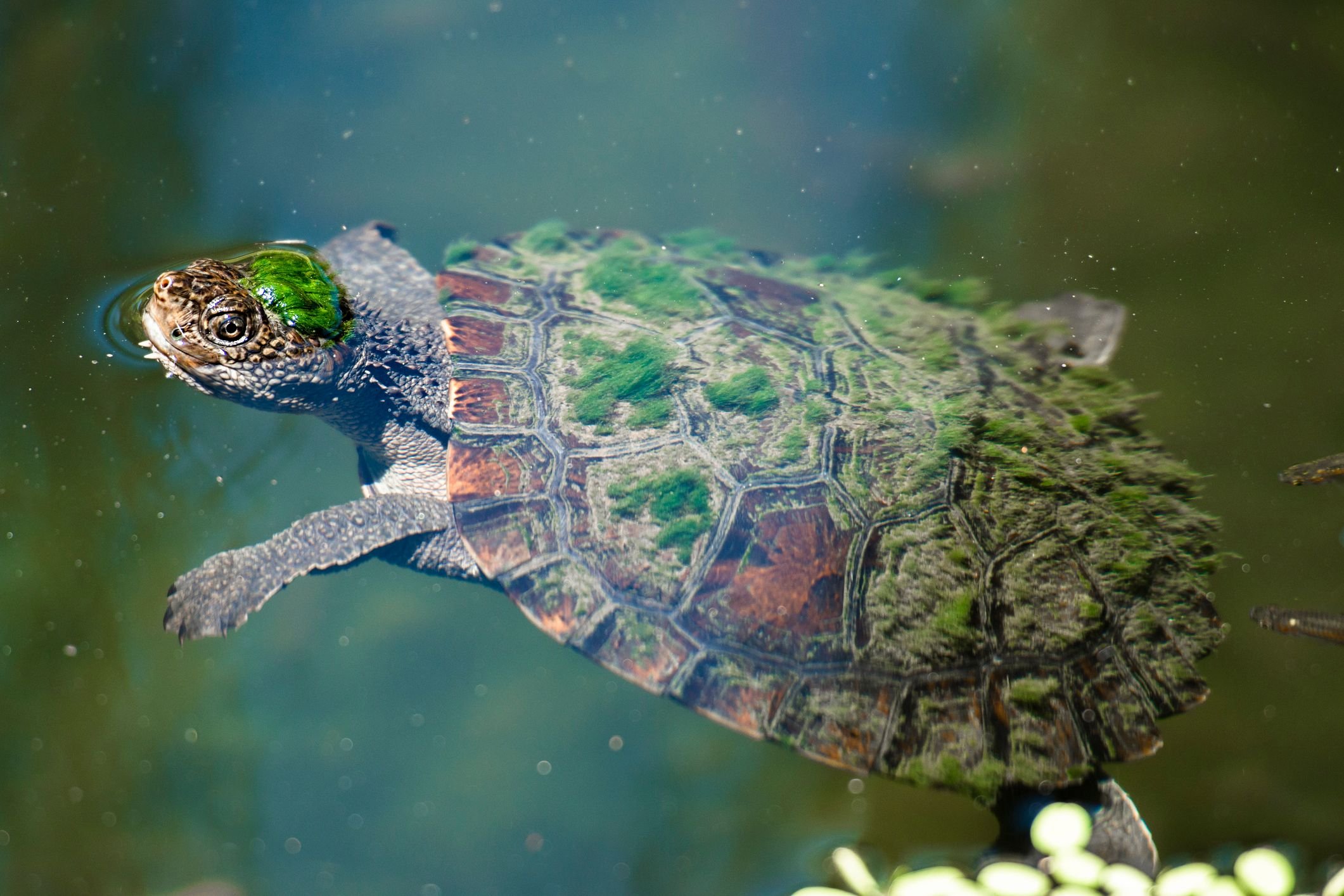 mary-river-a-tartaruga-punk-que-respira-pelos-orgaos-reprodutores-thumb.png