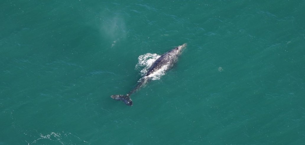 baleia-cinzenta-considerada-extinta-ha-200-anos-e-avistada-nos-eua-thumb.png