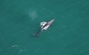 baleia-cinzenta-considerada-extinta-ha-200-anos-e-avistada-nos-eua-thumb.png