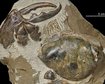 fossil-descoberto-na-nova-zelandia-tem-a-maior-pinca-de-caranguejo-do-mundo-thumb.png