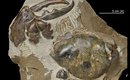 fossil-descoberto-na-nova-zelandia-tem-a-maior-pinca-de-caranguejo-do-mundo-thumb.png
