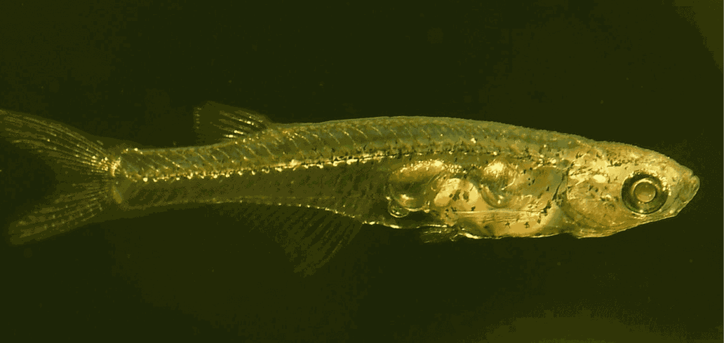 danionella-cerebrum-fish.png