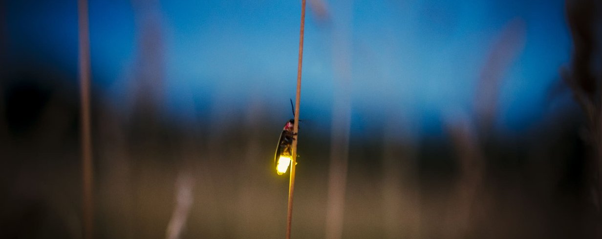 GettyImages-875088160.jpg