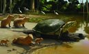 fossil-de-tartaruga-gigante-milenar-e-encontrada-na-amazonia-brasileira-thumb.png