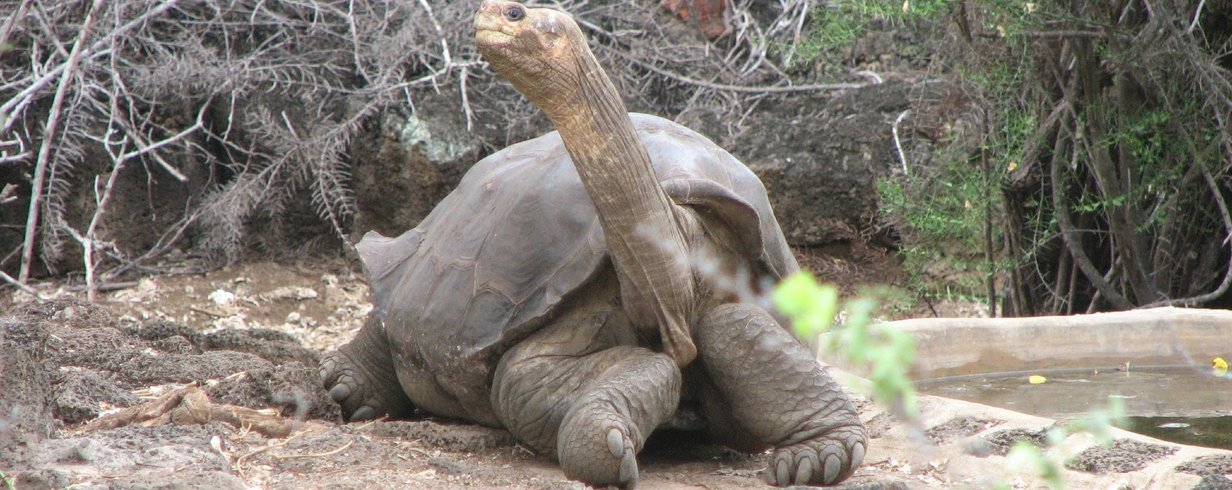 1280px-Lonesome_George_1.jpg