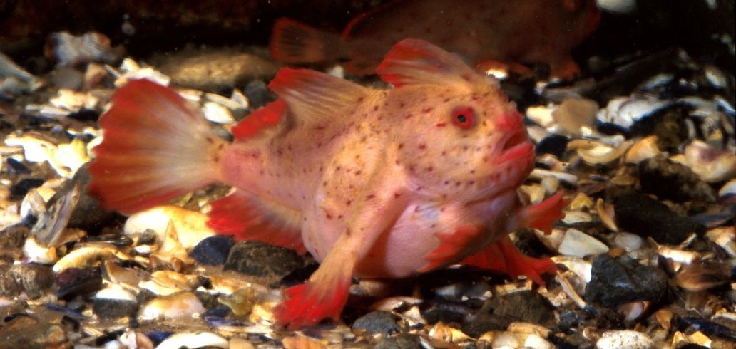 CSIRO_ScienceImage_2535_The_Red_Handfish.jpg