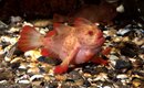 CSIRO_ScienceImage_2535_The_Red_Handfish.jpg