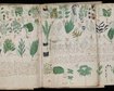 manuscrito-voynich-uma-jornada-indecifravel-pela-historia-medieval-thumb.png