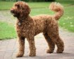 labradoodlesize-2048x1365.jpg