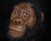 02_australopithecus_anamensis_mrd_cmnh0353_square.jpg