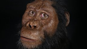 02_australopithecus_anamensis_mrd_cmnh0353_square.jpg