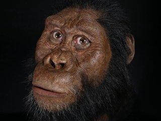02_australopithecus_anamensis_mrd_cmnh0353_square.jpg