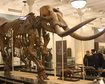 Mastodon_skeleton_at_AMNH.jpg