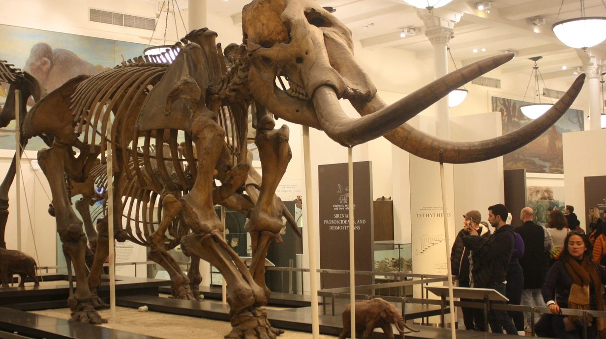 Mastodon_skeleton_at_AMNH.jpg