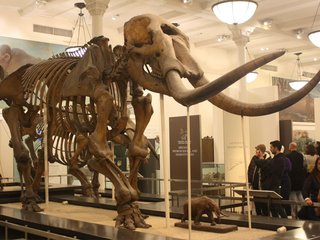 Mastodon_skeleton_at_AMNH.jpg