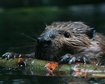 GettyImages-175602763.jpg