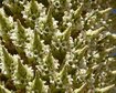 Riesenbromlie_carpa-Tal_2016_06.jpg