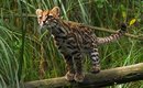 nova-especie-de-gato-do-mato-e-descoberta-por-brasileiro-na-regiao-dos-andes-thumb.png