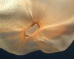 deepstaria-que-animal-estranho-e-esse-thumb.png