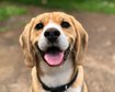 6-expressoes-faciais-caninas-e-seus-significados-thumb.png