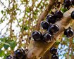 jabuticaba-saiba-mais-sobre-a-curiosa-fruta-que-e-nativa-do-brasil-thumb.png