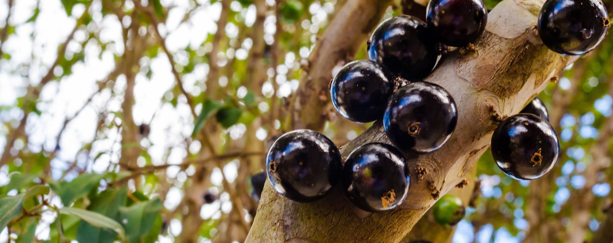 jabuticaba-saiba-mais-sobre-a-curiosa-fruta-que-e-nativa-do-brasil-thumb.png