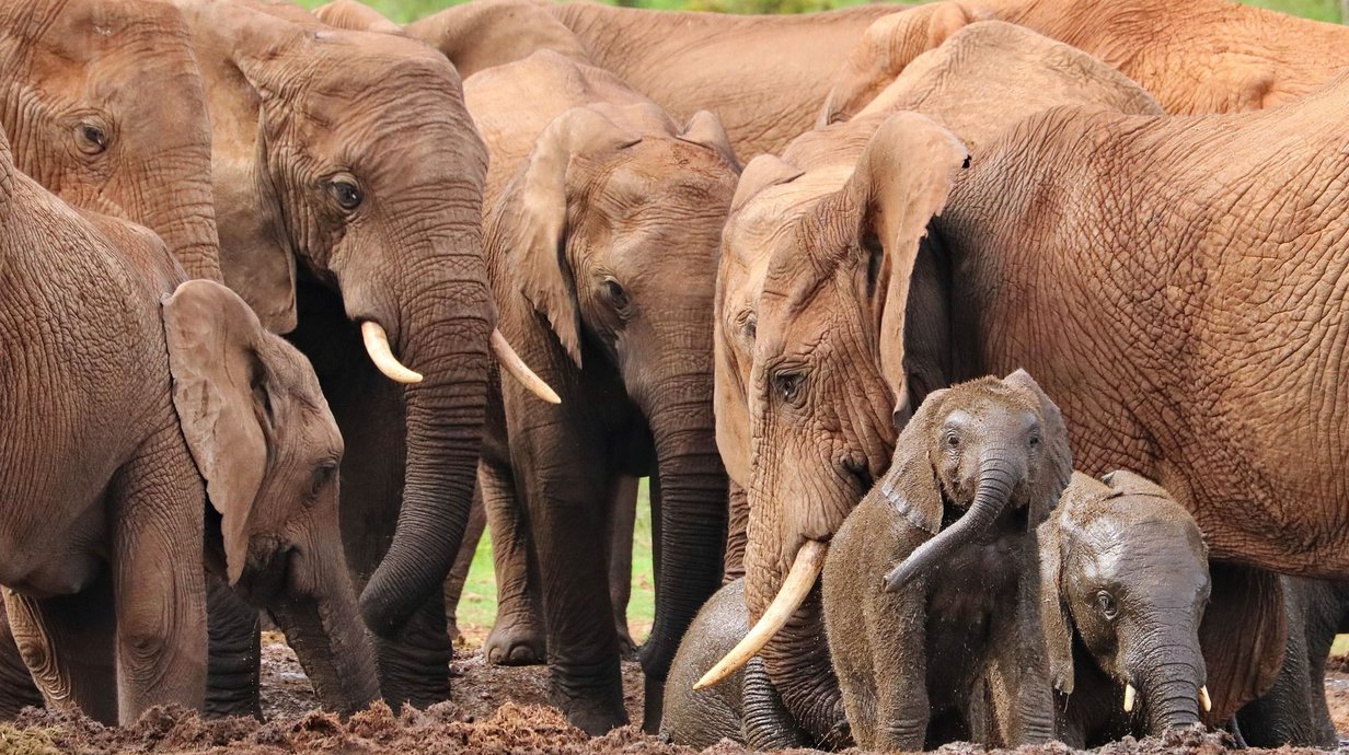 elefantes-6-comportamentos-que-mostram-a-inteligencia-enorme-desses-animais-thumb.png