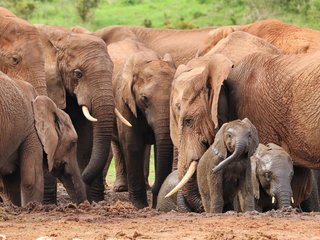 elefantes-6-comportamentos-que-mostram-a-inteligencia-enorme-desses-animais-thumb.png