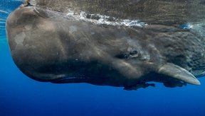 baleias-cachalote-usam-alfabeto-fonetico-proprio-para-se-comunicarem-descobrem-cientistas-thumb.png