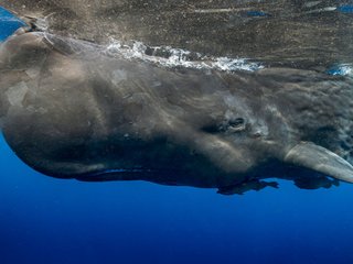 baleias-cachalote-usam-alfabeto-fonetico-proprio-para-se-comunicarem-descobrem-cientistas-thumb.png