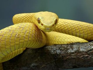 ilha-das-cobras-conheca-o-serpentario-onde-so-ambientalistas-podem-entrar-thumb.png