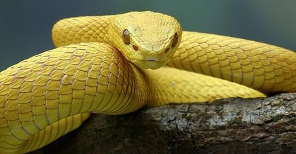 ilha-das-cobras-conheca-o-serpentario-onde-so-ambientalistas-podem-entrar-thumb.png