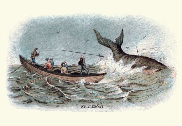 como-os-vikings-conseguiam-pescar-baleias-azuis-thumb.png