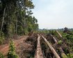 amazonia-registra-a-menor-taxa-de-desmatamento-dos-ultimos-5-anos-banner.png