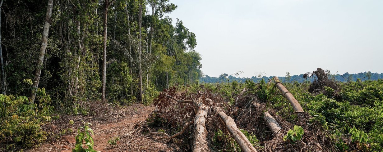 amazonia-registra-a-menor-taxa-de-desmatamento-dos-ultimos-5-anos-banner.png