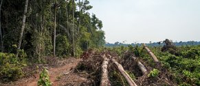 amazonia-registra-a-menor-taxa-de-desmatamento-dos-ultimos-5-anos-banner.png