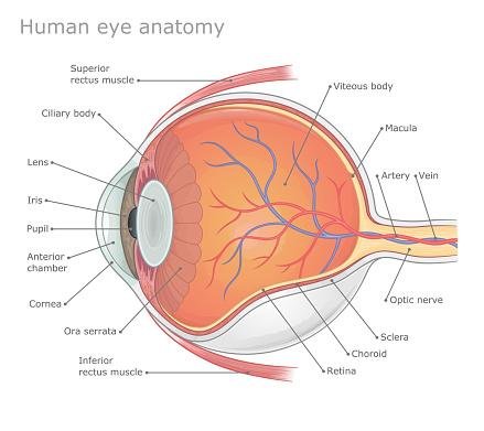 O gel vítreo preenche o corpo vítreo e tem funções como: apoiar a retina e dar volume aos olhos.