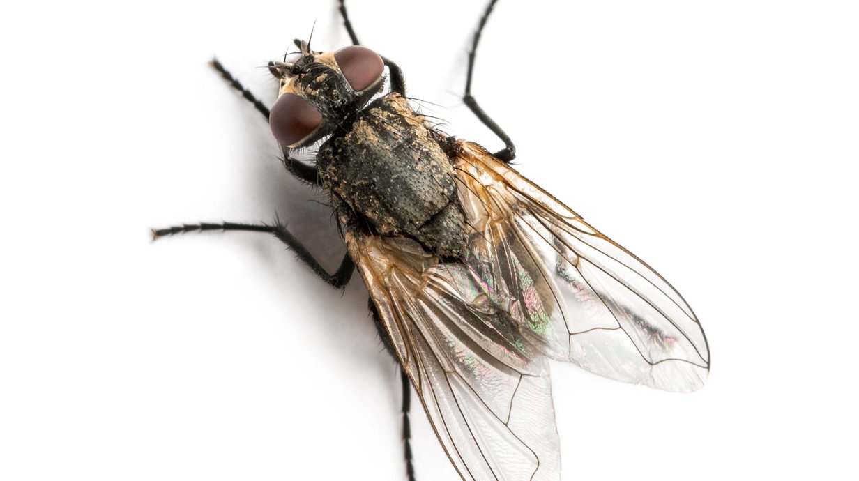 mosca-do-caixao-especie-cava-ate-2-m-para-se-reproduzir-em-cadaveres-humanos-thumb.png