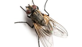 mosca-do-caixao-especie-cava-ate-2-m-para-se-reproduzir-em-cadaveres-humanos-thumb.png