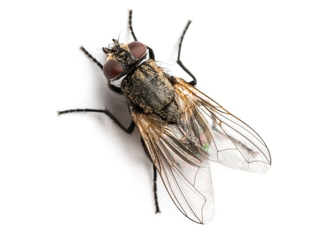 mosca-do-caixao-especie-cava-ate-2-m-para-se-reproduzir-em-cadaveres-humanos-thumb.png