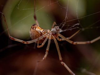 e-uma-aranha-um-escorpiao-fossil-de-308-milhoes-de-anos-gera-debate-thumb.png