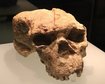 cranio-milenar-chines-pode-ser-elo-entre-sapiens-e-homem-dragao-thumb.png