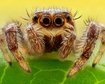 quantos-olhos-as-aranhas-realmente-tem-thumb.png