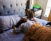 por-que-os-gatos-miam-mais-alto-de-madrugada-thumb.png