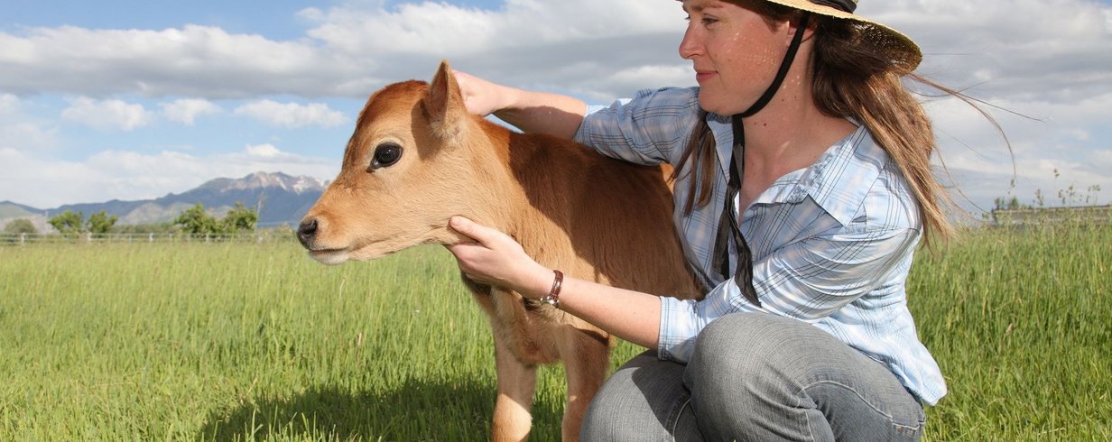 abracar-vacas-pode-ser-uma-terapia-transformadora-para-humanos-e-animais-thumb.png