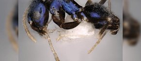 nova-formiga-de-cor-rarissima-e-descoberta-na-india-banner.png